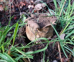 Scleroderma meridionale