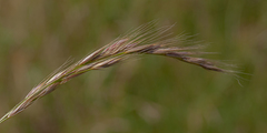 Festuca muralis