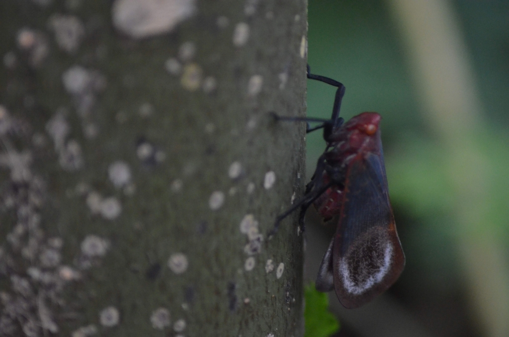 Scamandra crinita