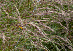 Festuca muralis