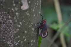 Scamandra crinita