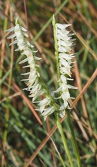 Spiranthes longilabris