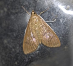 Protonoceras mitis
