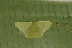 Phrudocentra vivida