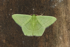 Phrudocentra vivida