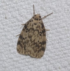 Hectobrocha subnigra