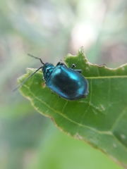 Lactina