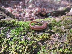 Eurycea chamberlaini