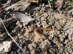 Eurycea chamberlaini