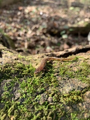 Eurycea chamberlaini