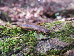 Eurycea chamberlaini