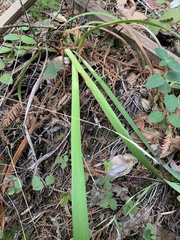 Anthoxanthum occidentale