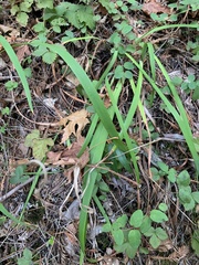 Anthoxanthum occidentale