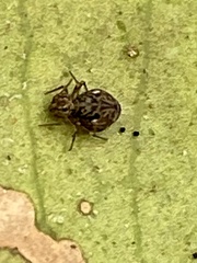 Ptenothrix marmorata