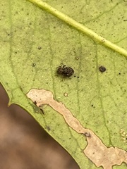 Ptenothrix marmorata