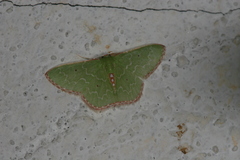 Synchlora concinnaria
