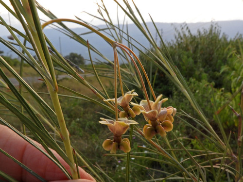 Gomphocarpus stenophyllus image