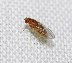 Drosophila busckii