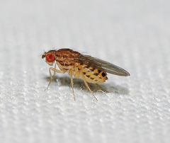 Drosophila busckii