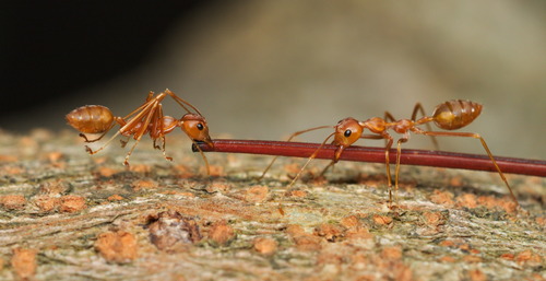 Asian weaver ant
