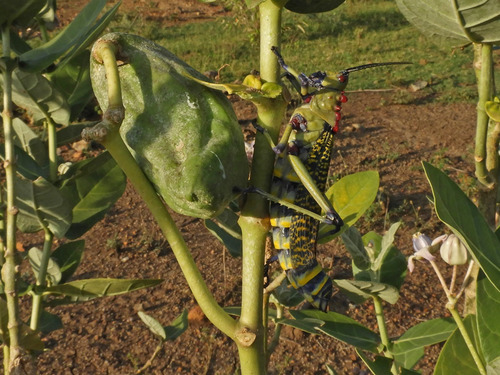 Calotropis gigantea image