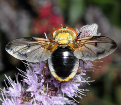 Ectophasia leucoptera