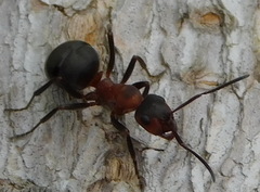 Formica rufa