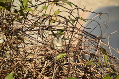Passer domesticus