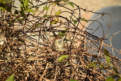 Passer domesticus