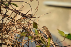 Passer domesticus