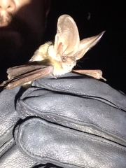 Idionycteris phyllotis