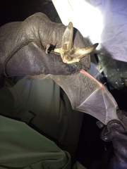 Idionycteris phyllotis