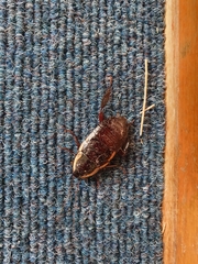 Drymaplaneta semivitta