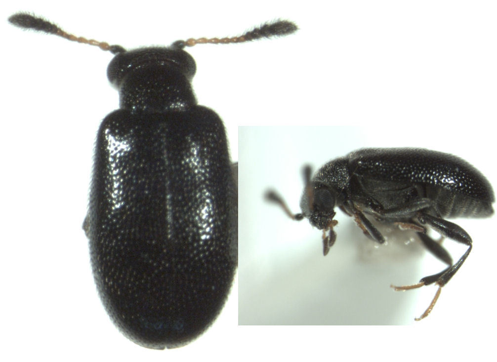 Zenascus