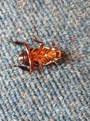 Drymaplaneta semivitta