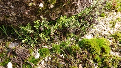 Oeosporangium