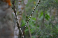 Psilopogon mystacophanos