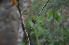 Psilopogon mystacophanos