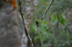 Psilopogon mystacophanos