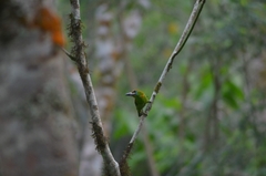 Psilopogon mystacophanos