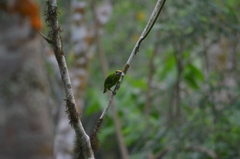 Psilopogon mystacophanos