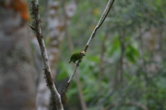 Psilopogon mystacophanos