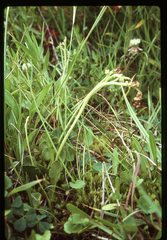 Botrychium simplex compositum