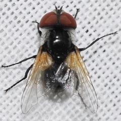 Elomya lateralis