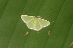 Synchlora tenuimargo
