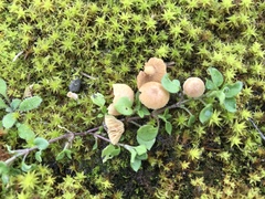 Omphalina galericolor