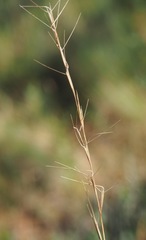 Aristida simpliciflora