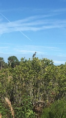 Egretta tricolor image