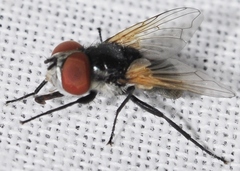Elomya lateralis