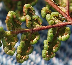 Oeosporangium